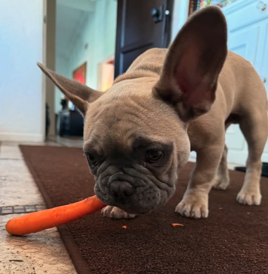 French Bulldog puppy on a brown rug holding a whole raw carrot in its mouth