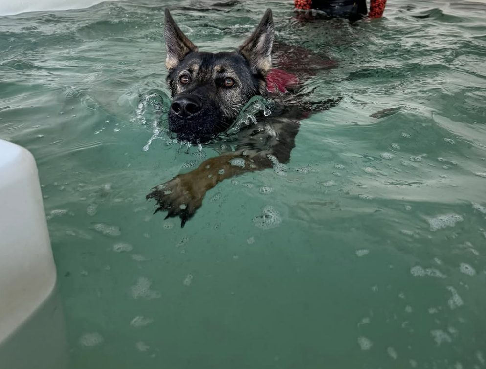 German Shepherd swimming in a hydrotherapy pool with a handler behind