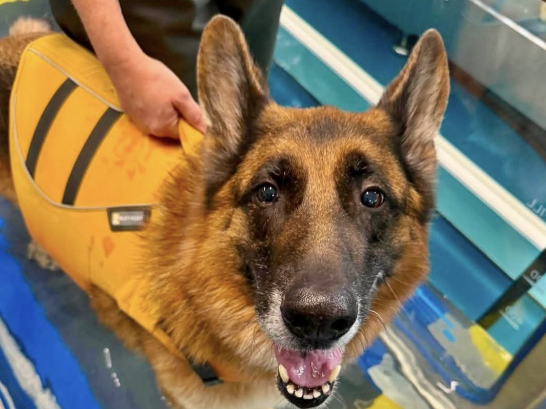 German Shepherd in a yellow life vest standing in an underwater treadmill at a rehab clinic