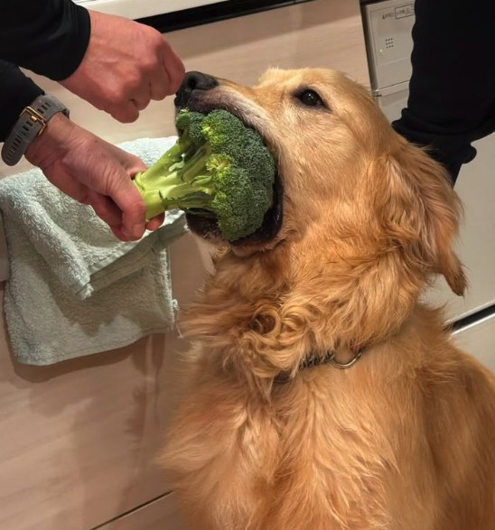 Golden Retriever taking a broccoli floret from its owner's hand in a kitchen