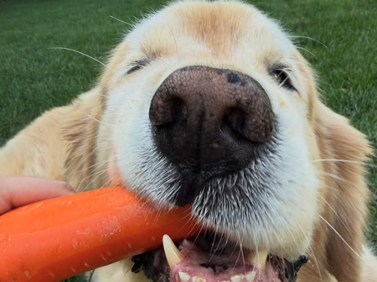 Golden Retriever biting a whole carrot in a sunny backyard