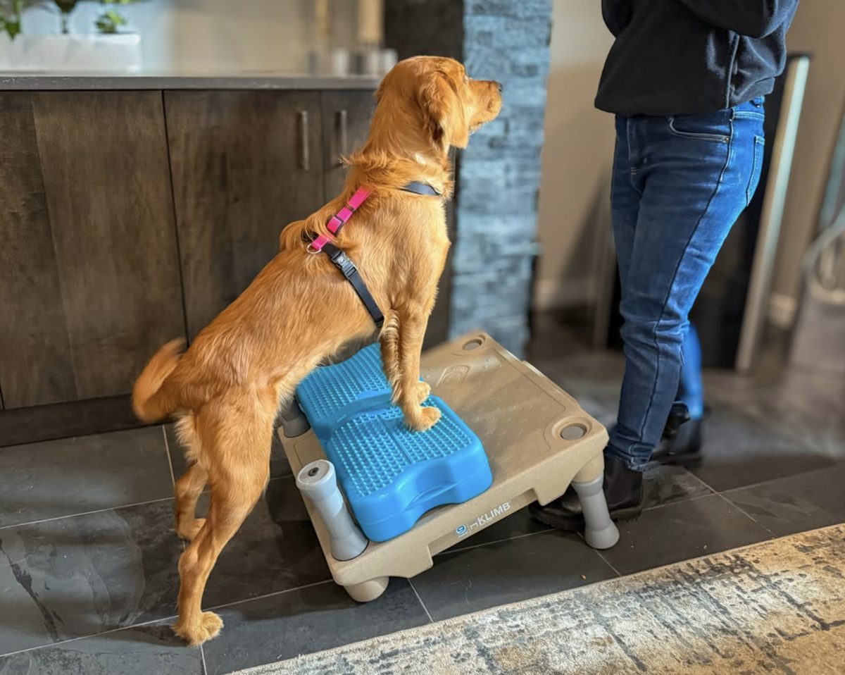 Golden Retriever standing with front paws up on a textured balance pad on a raised platform, shifting weight to the hind legs