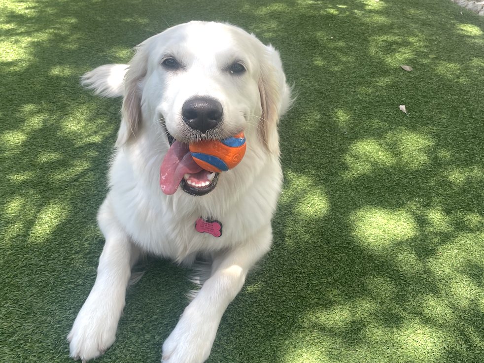 Golden Retriever lying on grass holding a ball, one of the breeds most prone to hip dysplasia