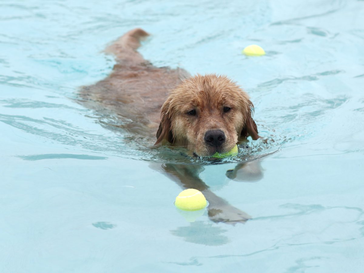 Golden Retriever swimming in a pool toward a tennis ball, a low-impact exercise for hip dysplasia