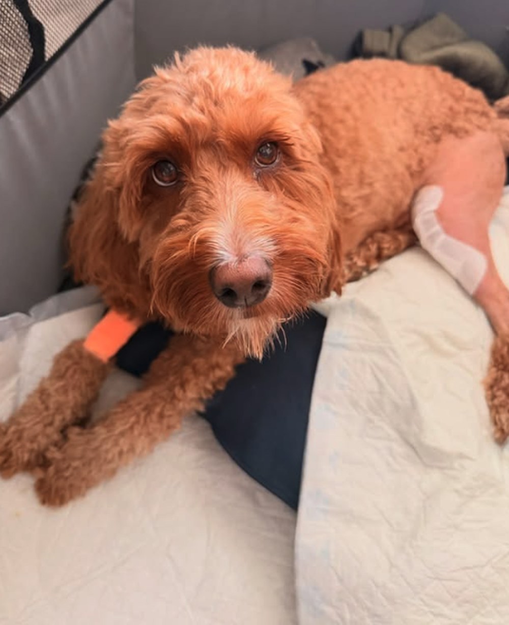 Goldendoodle resting quietly in a soft playpen on a blanket during leg recovery