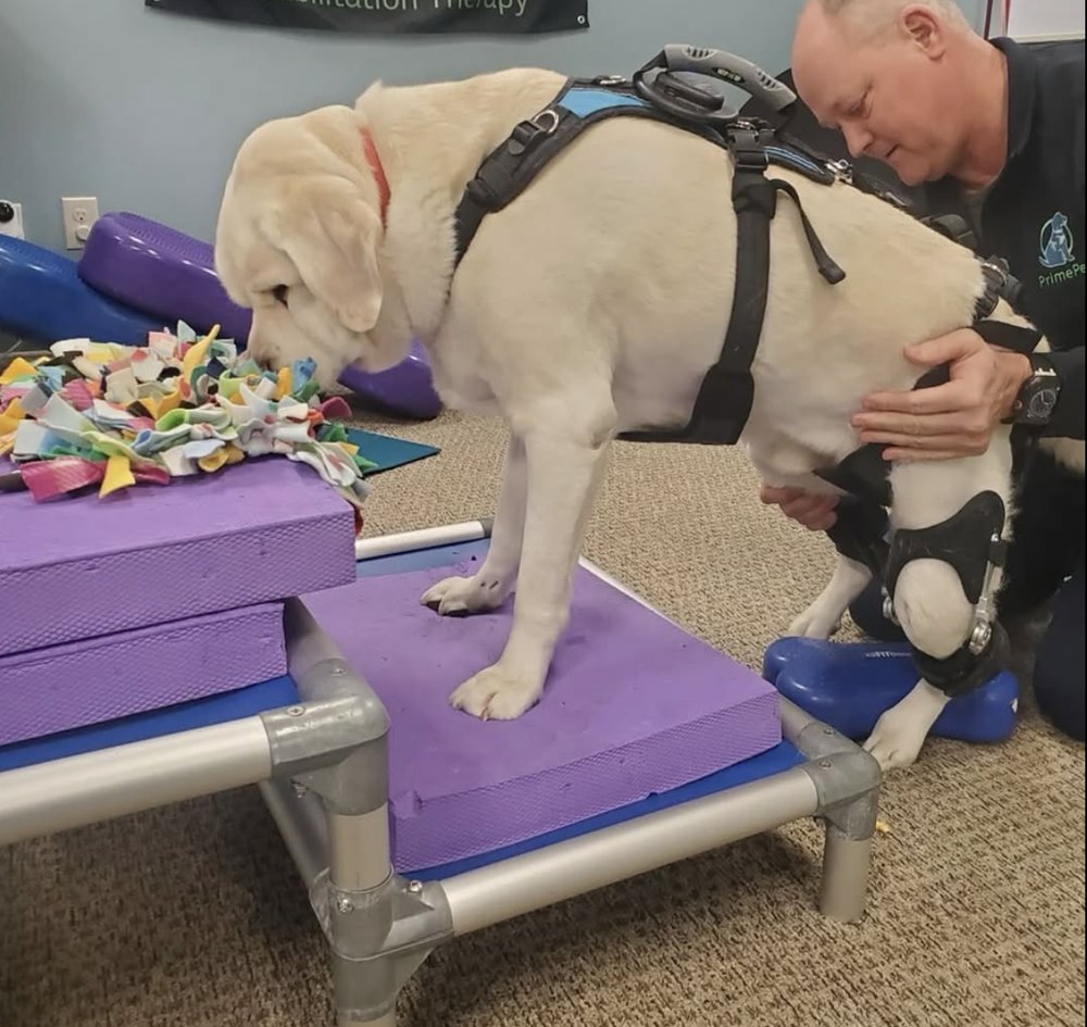 Yellow Labrador wearing a hinged knee brace standing on foam platforms during a canine rehabilitation session