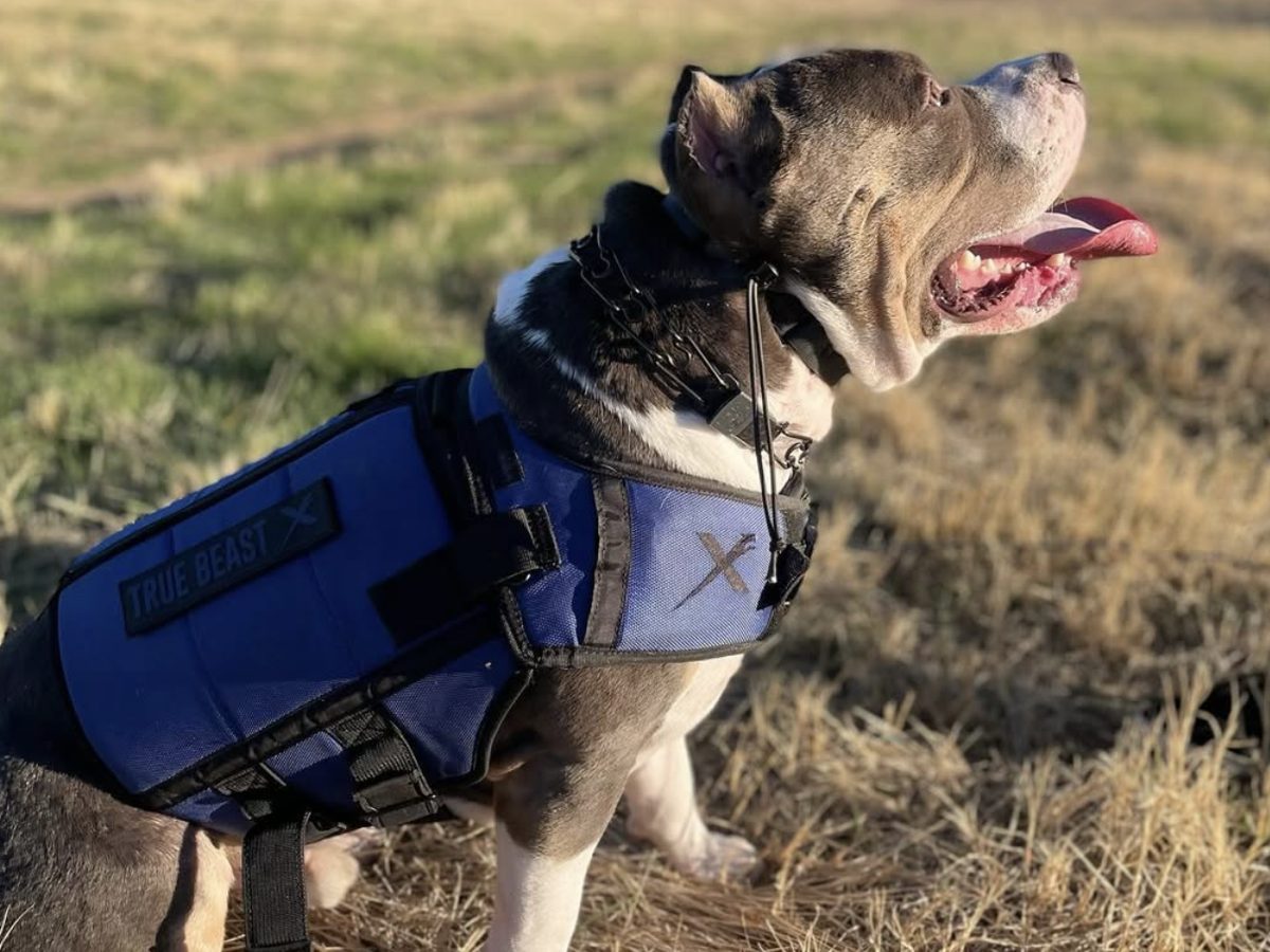Pit bull sitting in a field wearing a blue weighted vest