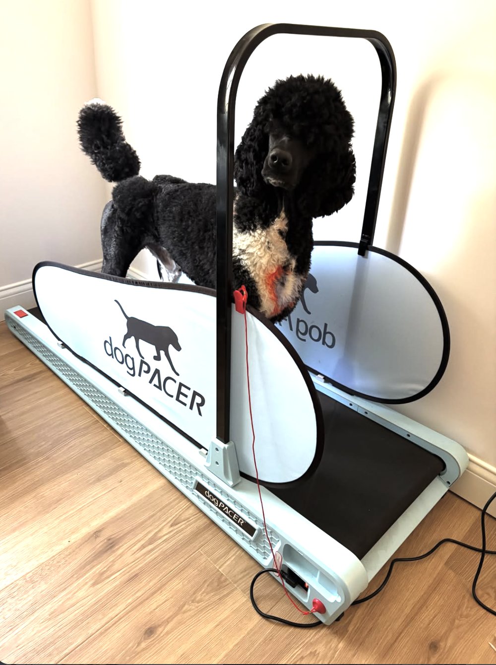 Black and white Standard Poodle standing on a compact dog treadmill fitted with fabric side panels and a safety clip
