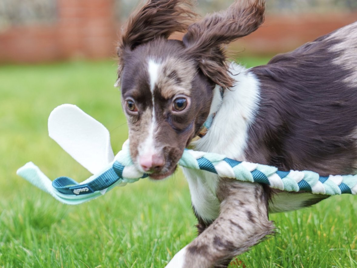 Best Exercises for Puppies: How Much Exercise a Puppy Needs by Age (and 8 Safe Ones)