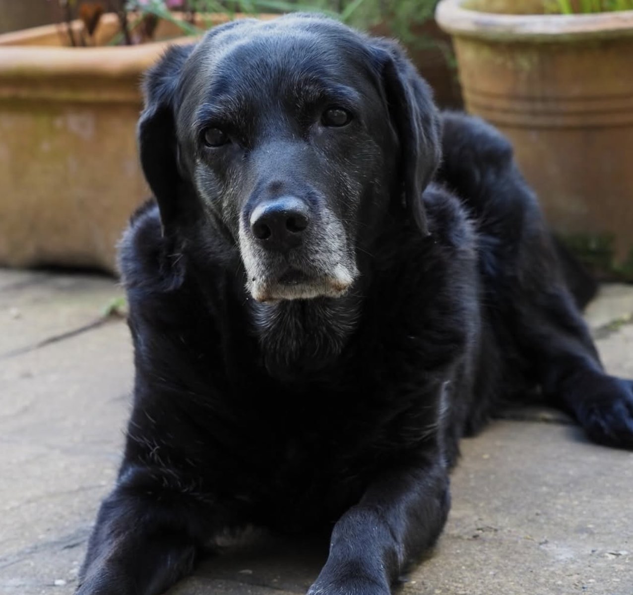 Senior black Labrador with a grey muzzle lying on a patio, resting after exercise