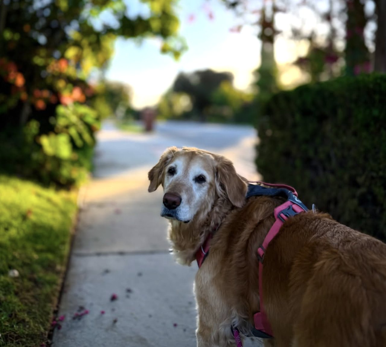 Senior Golden Retriever with a grey face on a leash walk along a sidewalk at sunset