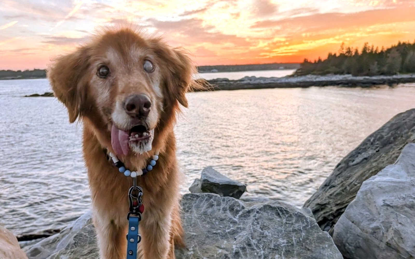 Senior Golden Retriever with a grey muzzle standing on rocks by the water at sunset, out on a leash walk