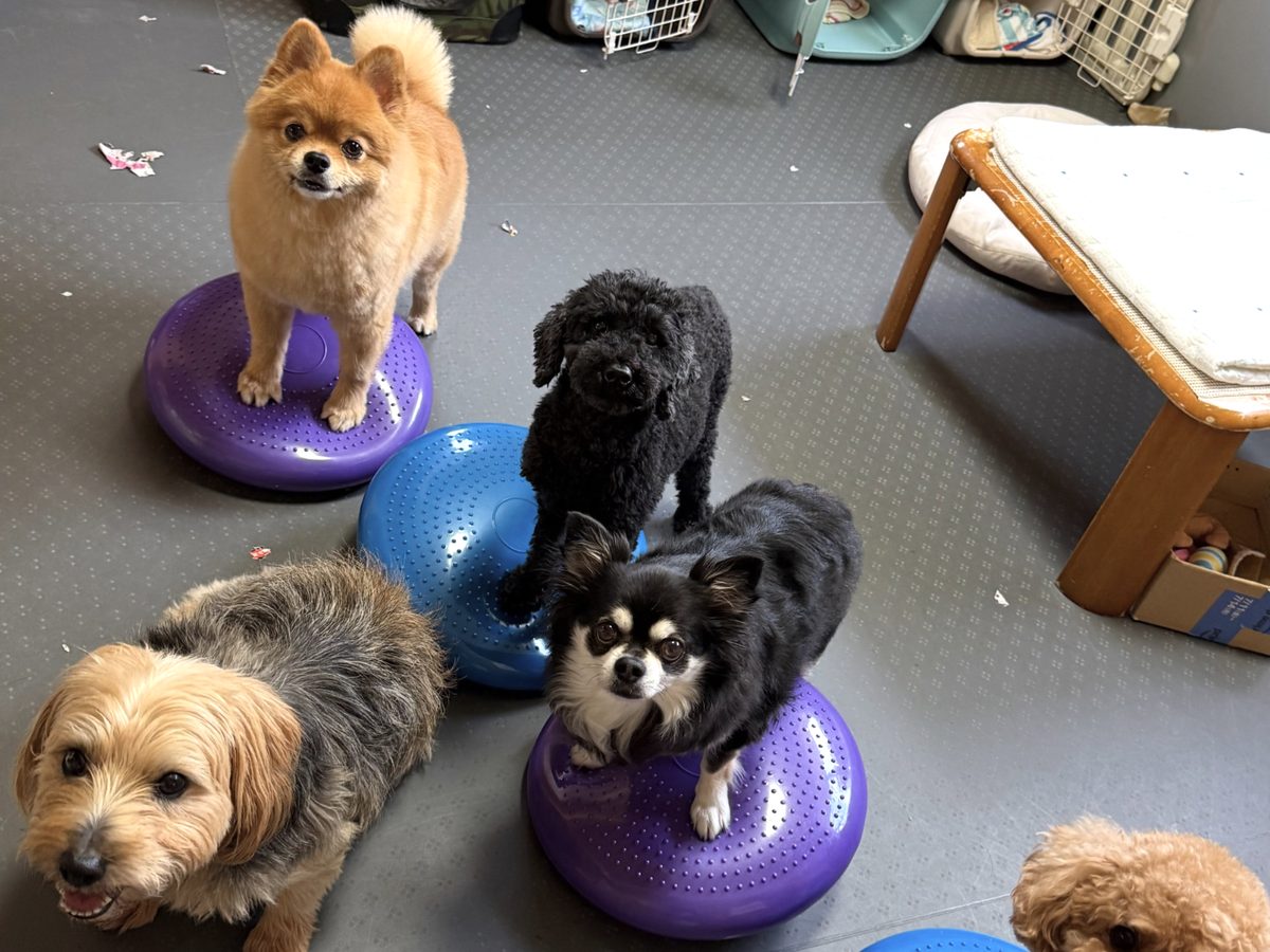 Five small dogs standing on inflatable balance discs during a group fitness class