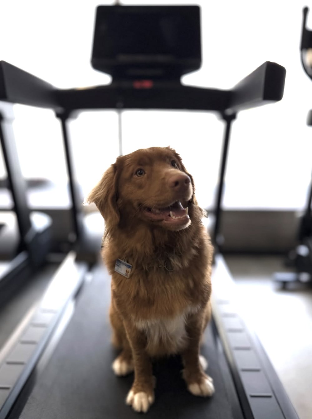 Nova Scotia Duck Tolling Retriever sitting on a standard human treadmill in a home gym