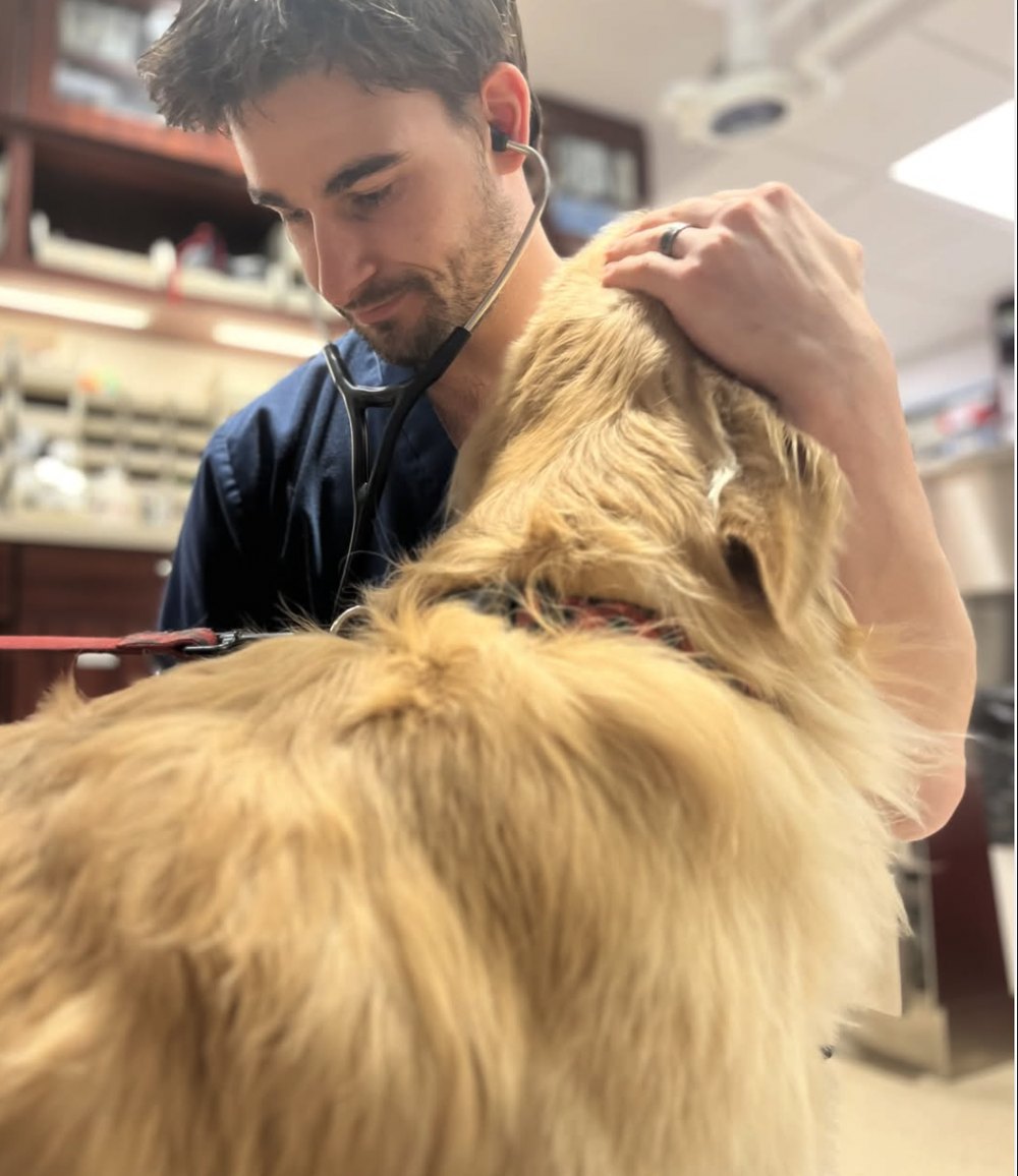 Veterinarian in scrubs with a stethoscope examining a Golden Retriever in a clinic